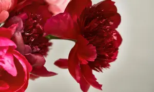 Närbild på röda och rosa pioner. Pionens blommor betydelse kan symbolisera kärlek och lycka.