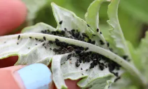 En hand med ljusblå nagellack håller ett blad täckt av svarta larver.