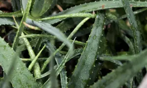 Närbild på saftiga, gröna aloe vera-blad med vattendroppar. Perfekt för att stimulera rotbildning.