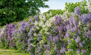 En häck av lila och vita syrener blommar frodigt. Rotskott syren sprider sig och skapar en vacker, doftande mur.