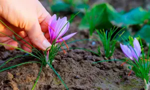 En hand plockar försiktigt en krokus saffran i jorden.