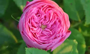 En vacker, rosa ros med många kronblad. En perfekt blomma att plantera rosor med i trädgården.