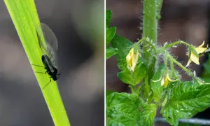 En svart bladlöss på ett grönt strå och många små gröna bladlöss som kryper på en tomatplanta med gula blommor. Ohyra på tomatplantor kan vara ett stort problem.