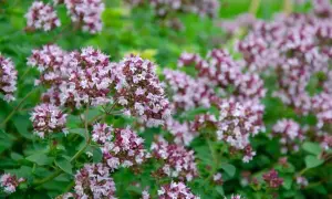 En tät matta av lila och vita oregano-blommor som blommar i sommarsolen.
