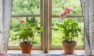 Två pelargoner i krukor på en fönsterbräda, redo för vattning. Utanför fönstret syns en grönskande trädgård.