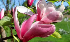 En vacker magnolia blomma i full blom, med rosa och vita kronblad som sträcker sig mot en blå himmel.