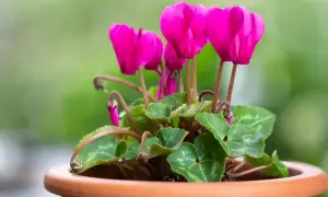 En kruka med en vacker cyklamen blomma i starkt rosa. Bladen är gröna med silverfärgade mönster.