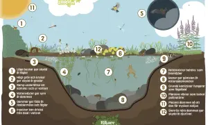 En illustration som visar hur man kan bygga damm i trädgården för att gynna djurlivet, med fåglar, grodor, insekter och fladdermöss.