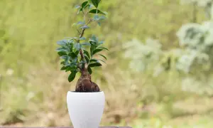 En ficus microcarpa ginseng i vit kruka står på ett träbord. Bakgrunden är suddig grönska.