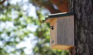 En fågel tittar ut ur en fågelholk ritning fäst vid ett träd.