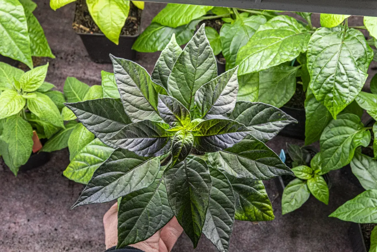 En hand håller en mörkbladig chiliplanta, redo att chili odla. Flera andra plantor syns i bakgrunden.