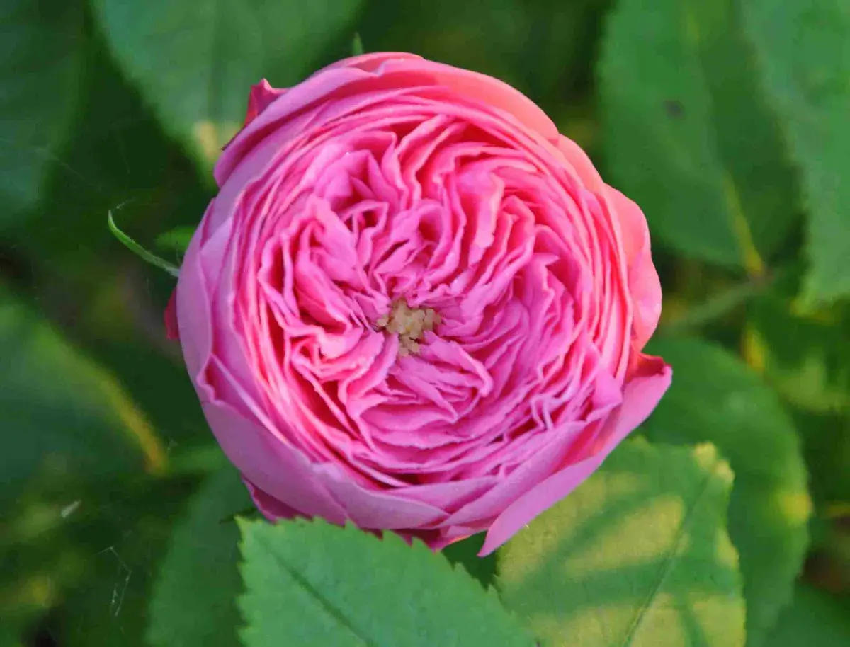 En vacker, rosa ros med många kronblad. En perfekt blomma att plantera rosor med i trädgården.