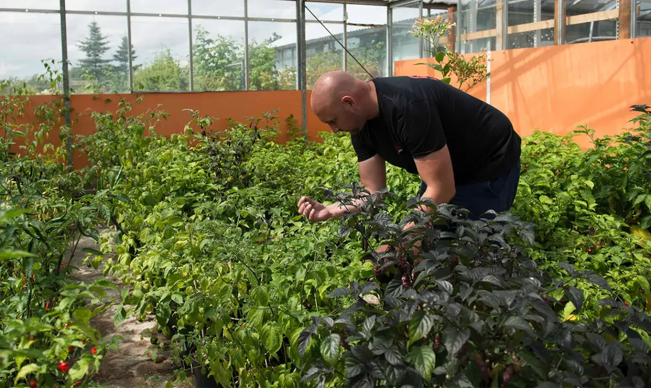 Man inspekterar en frodig odling av chiliplantor i ett växthus. Han undersöker en planta noga, kanske för att se hur chili odla går.