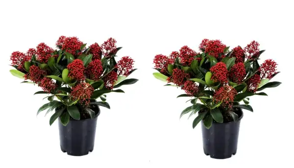 Två krukor med skimmia, fulla av röda bär. Perfekt för att lysa upp i vintermörkret, även vid skimmia minusgrader.