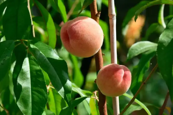 Två fluffiga persika frukter hänger på en gren bland gröna blad.