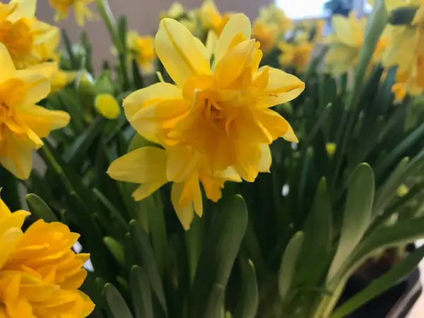 Gula påskliljor i en närbild, en blomma i fokus som en intim tete a tete med betraktaren.