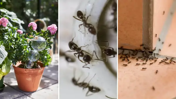 En pallkrage full av myror som kryper runt. En bild visar en kruka med en rosbuske och vattenfyllda glaskulor.