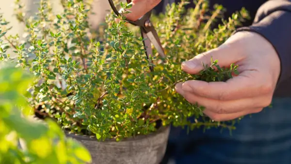 Här beskärs en frodig timjankruka med sax. En hand håller en kvist för att underlätta beskärningen, perfekt för att odla timjan.