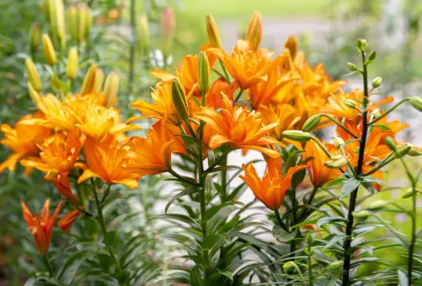 En grupp lysande orange asiatiska liljor blommar i trädgården, med många knoppar som väntar på att slå ut.