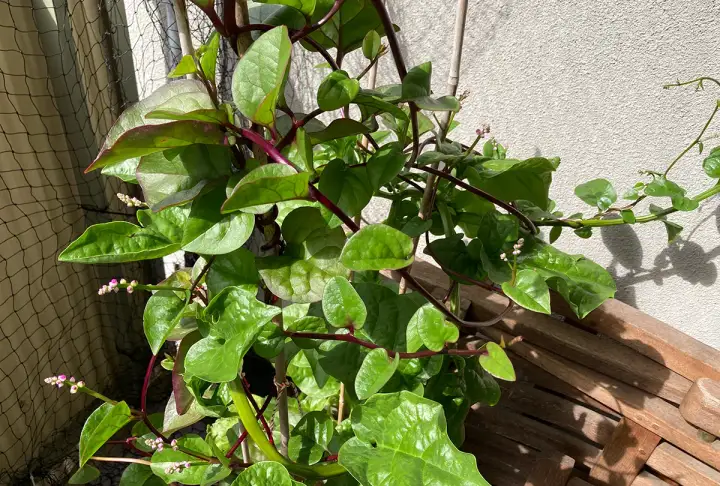 En klätterväxt med gröna blad och lila stjälkar. Små rosa blommor syns. Vissa delar av malabarspenat kan vara giftiga.